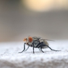 A.P. Pest Control. gallery