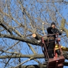 Anytown Tree Service Inc gallery