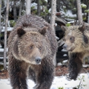 Yellowstone Guidelines - Sightseeing Tours