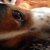 Super Fine K9 gallery