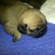 Renwar's Pug Puppies