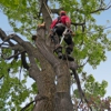 B and M Tree Service gallery