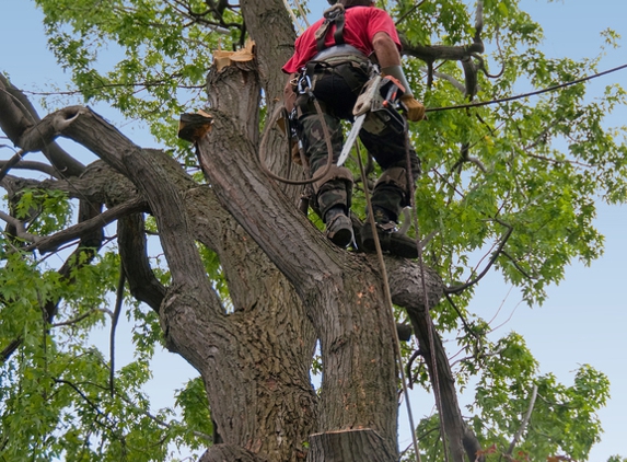 B and M Tree Service - Saint Paul, MN