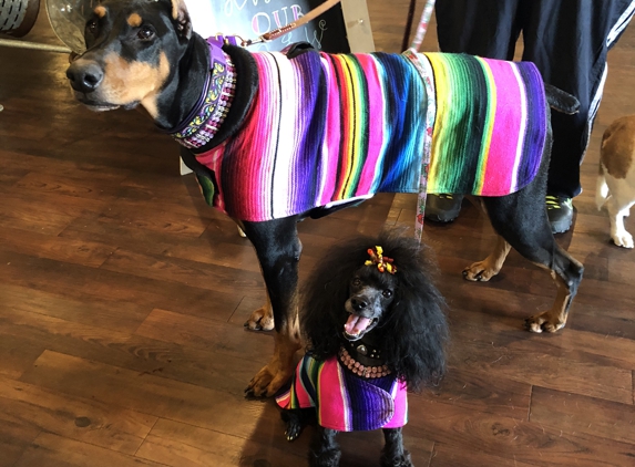 Local Pet - Victoria, TX. Took the girls to Local Pet now Ebbie matches her big sister with her NEW Baja Pancho! I’ll have to go online to order Lizzy hers they did not have her size in xl ���� 

#LocalPet
#Bajapanchos
#DoboermansAndPoodlesRock