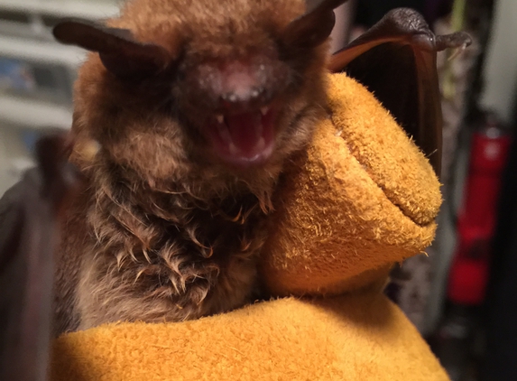 Bats R Us Wildlife Removal Specialist - Bethel, CT