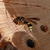 Brunson Pest Control Inc gallery