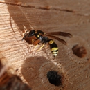Brunson Pest Control Inc - Pest Control Equipment & Supplies