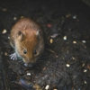 Tate Pest Control Hot Springs gallery