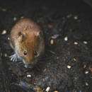 Tate Pest Control Hot Springs - Pest Control Equipment & Supplies
