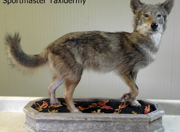 Sportmaster Taxidermy - Chatsworth, GA