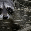 KIB Nuisance Animal Removal gallery