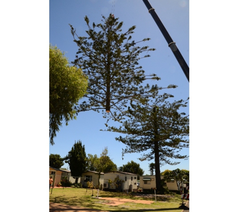 Treebiz Tree Services - Harlaxton, QLD. Pensioner discount