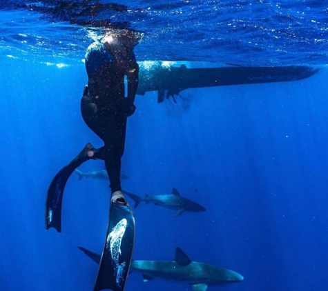 Go Adventure Hawaii - Haleiwa, HI. Snorkeling With Sharks