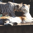 Zoological Wildlife Foundation - Zoos