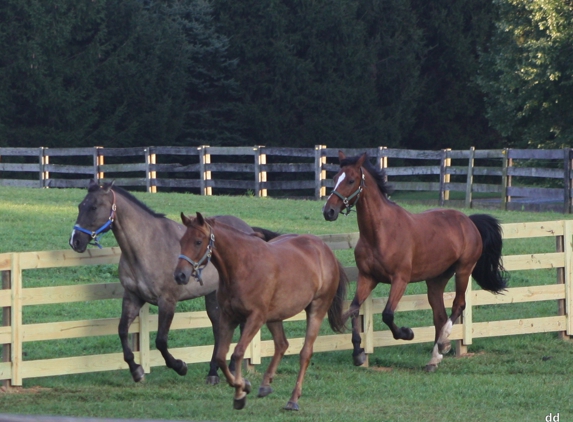 Millhaven Horse Farm Derwood - Derwood, MD