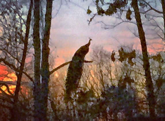 Howling Woods Farm - Jackson, NJ