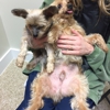 Goose Creek Pet Care (Veterinary Hospital with home visits) gallery