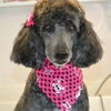 Wiggles and Wags Pet Grooming gallery