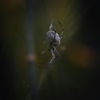 Good Neighbor Pest Services gallery