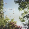 A Whitebird Dove Release gallery