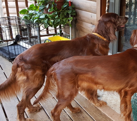 Jody Bruce Irish Setters - Brooksville, FL