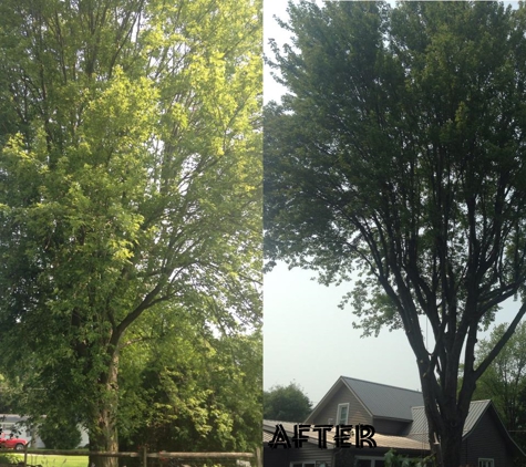 Bayer Tree Service - Swanton, OH