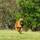 Vom Buflod German Shepherds