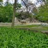 Brookfield Zoo gallery