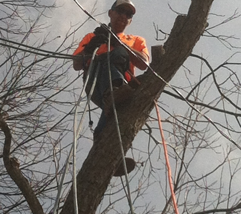 H & L Tree Service - Red Springs, NC