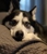 Beyond the Dog - Pet Training