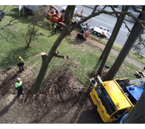 Newcastle Tree Care - Waratah, NSW