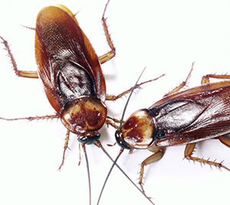 Drewery's Termite & Pest Control LLC - Oxford, MS