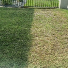 GREEN IN LAWN PAINTING