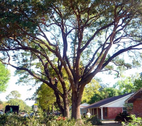 Specialist Tree Service - Houston, TX