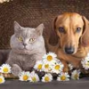 Byhishands Pet Shipping gallery