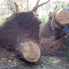 DB & Sons Stump Grinding LLC