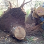 DB & Sons Stump Grinding LLC