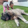 Sam's Giant Dogs gallery