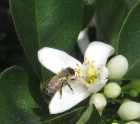 Ray Warren Honey - Umatilla, FL