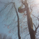 C & R Tree Service - Tree Service