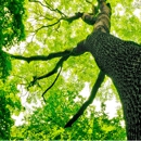 LCC Tree service - Tree Service
