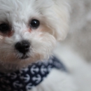 Animal Vision Center of VA Beach - Optometrists