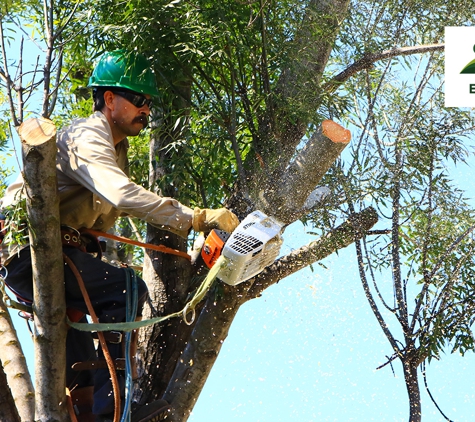 E and J Sanchez Tree Service - Fresno, CA. Palm and Tree Trimming, Pruning & Removal. Call us for a free quote!