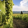 Savoir Faire Wine Tours and Taxi Service gallery