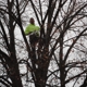 Kottman's Tree Service