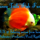 Fancy Tails Fish Farm