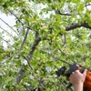 Spartan Tree Service gallery