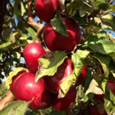Golden River Orchard