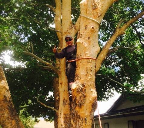 Titan Tree Service - Sun Valley, NV