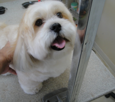 Lucky Dog Grooming - Fort Myers, FL